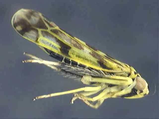 Eupteryx urticae